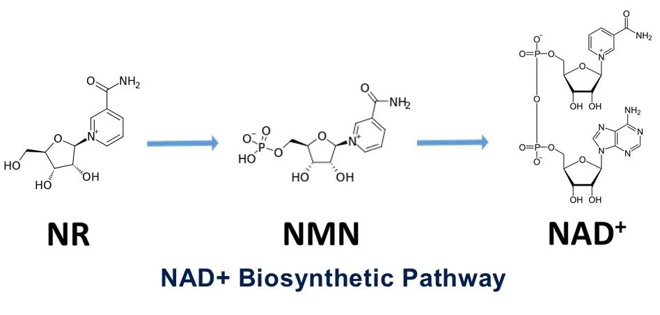 許執(zhí)恒、秦成峰、胡澤平醫(yī)學(xué)團隊研究表明：NAD+/NMN可治療新冠病毒(圖3)