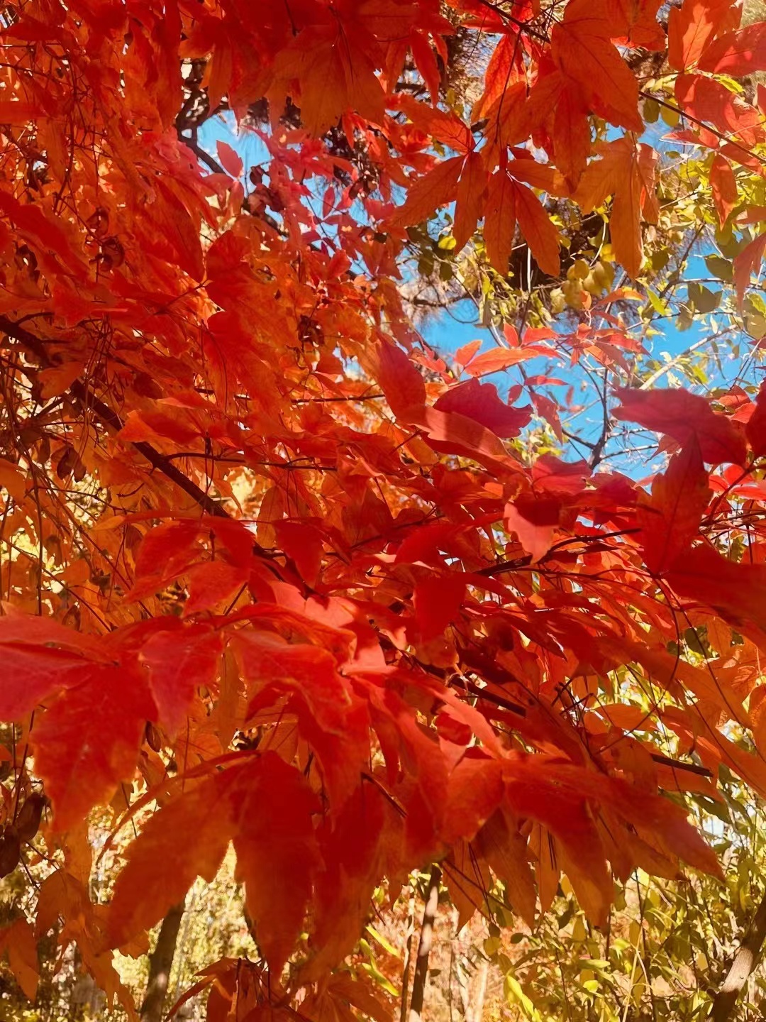 立冬楓葉紅：秋風(fēng)蕭瑟，洪波涌起(圖2)
