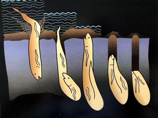 疫情后三年的生存法則：麻雀定律、肺魚思維、螃蟹效應(圖5)