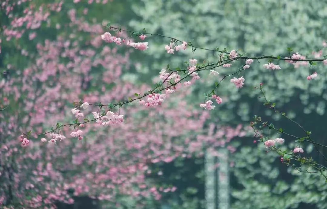 癸卯年正月廿九雨水：草木悄然探芽尖，  春雨無聲沁暖泥。(圖2)