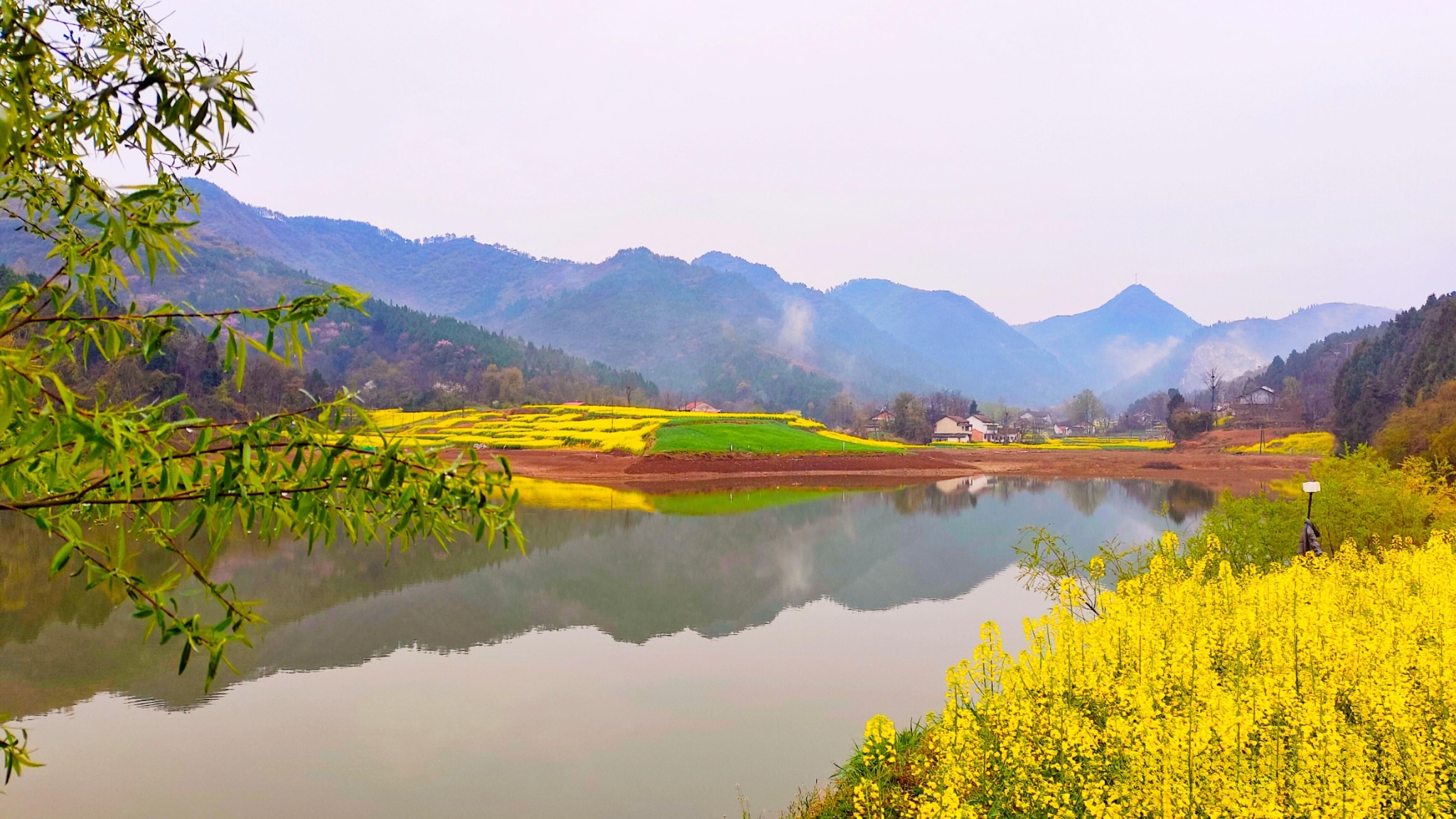 芳菲三月1.jpg 勉縣油菜花海美景驚艷上線(圖2)