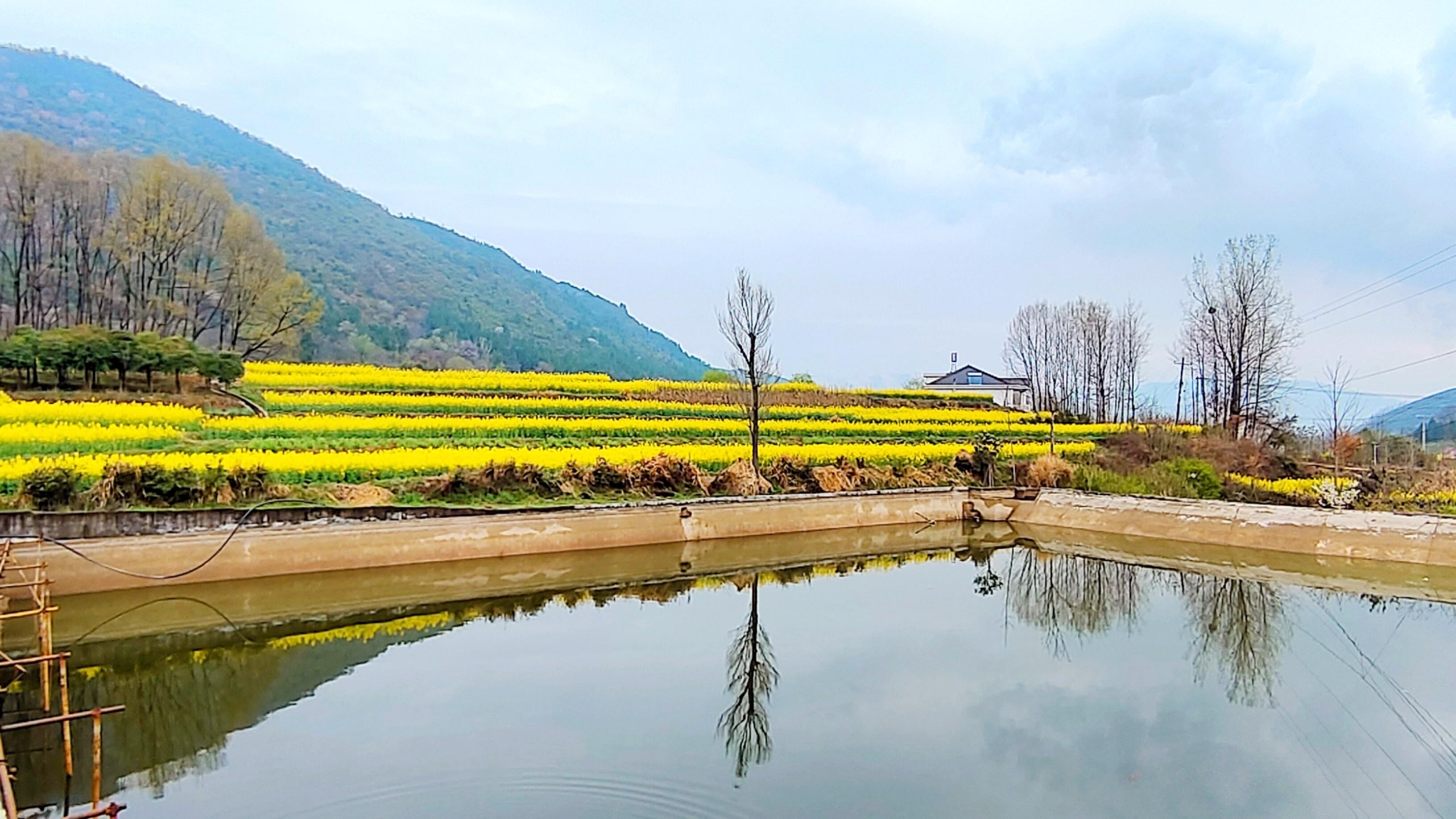 芳菲三月3.jpg 勉縣油菜花海美景驚艷上線(圖4)
