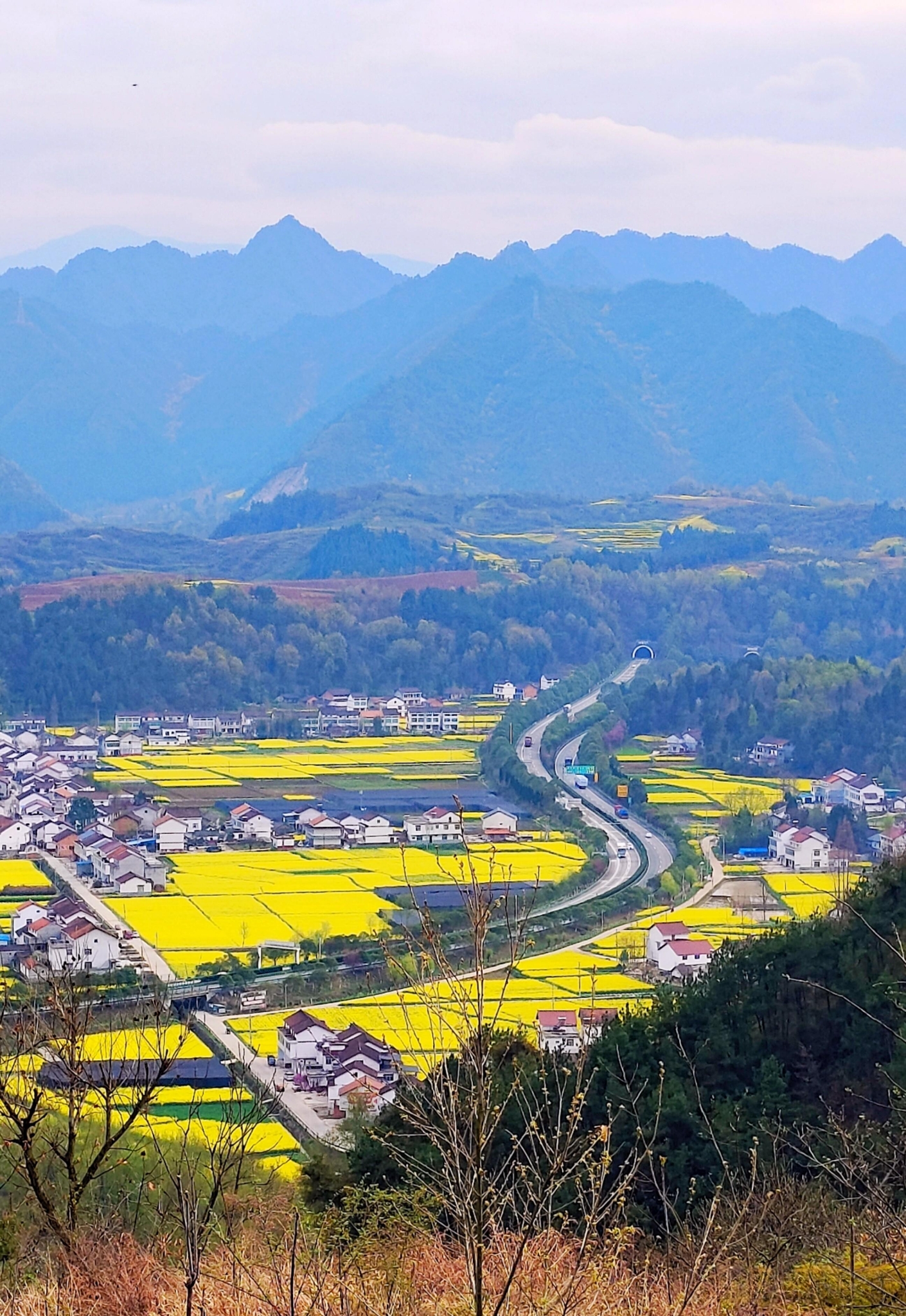 芳菲三月6.jpg 勉縣油菜花海美景驚艷上線(圖7)