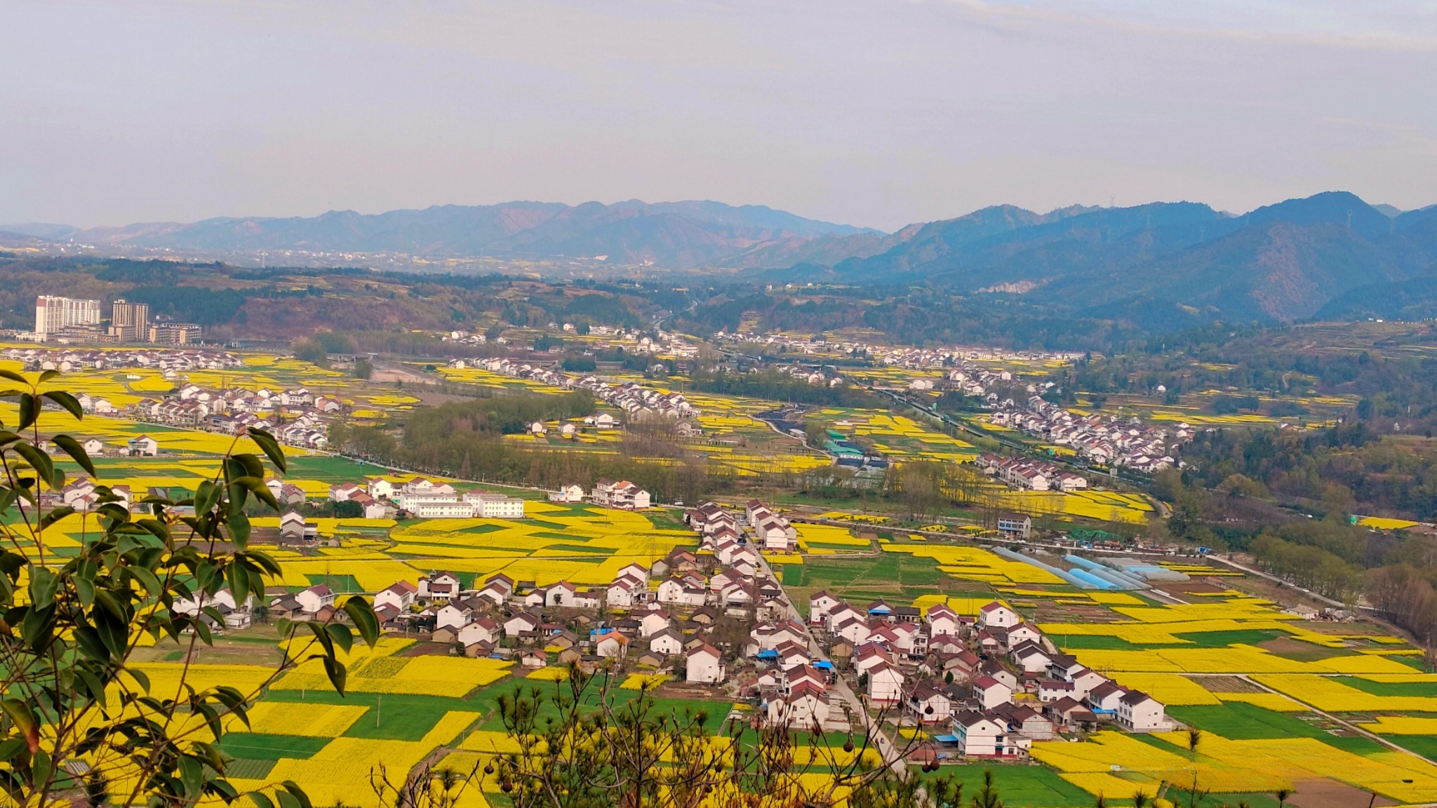 芳菲三月7.jpg 勉縣油菜花海美景驚艷上線(圖8)