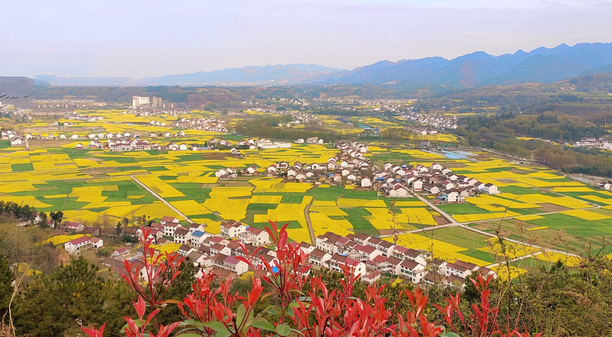 芳菲三月4.jpg 勉縣油菜花海美景驚艷上線(圖5)