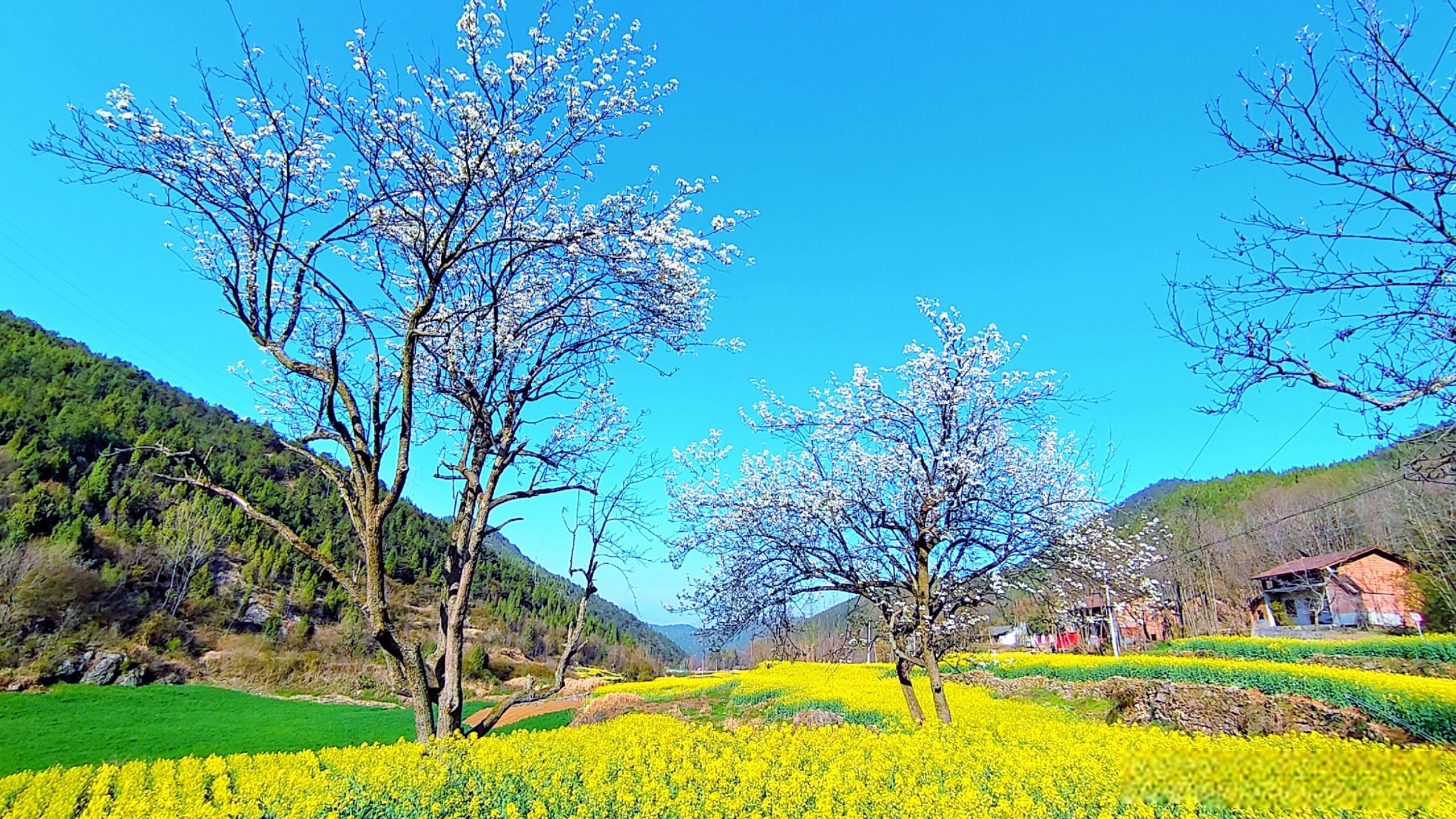 芳菲三月10.jpg 勉縣油菜花海美景驚艷上線(圖11)