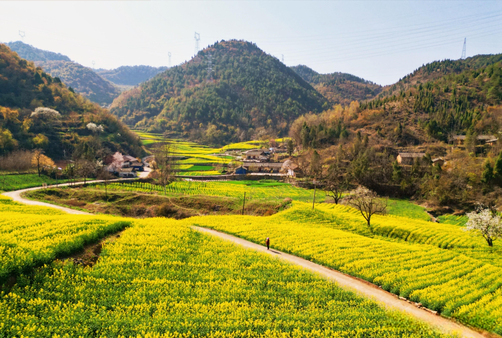 芳菲三月11.jpg 勉縣油菜花海美景驚艷上線(圖12)