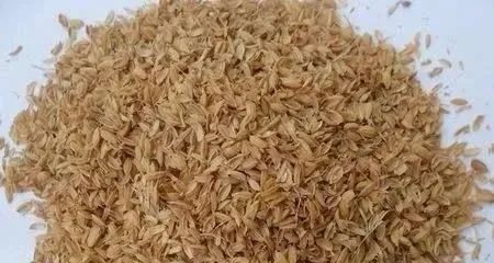 稻殼.jpg 為什么要在白酒生產(chǎn)中大量使用稻殼(圖1)