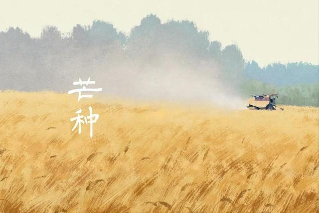 芒種將至，俗語“芒種不補(bǔ)，夏季受苦”，芒種怎么補(bǔ)？吃什么更受益(圖1)
