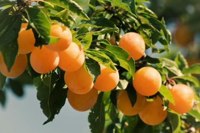 芒種將至，俗語“芒種不補(bǔ)，夏季受苦”，芒種怎么補(bǔ)？吃什么更受益(圖6)
