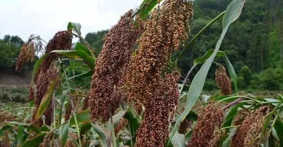 茅臺(tái)酒釀造生產(chǎn)工藝中的坤沙、碎沙、翻沙什么意思(圖1)
