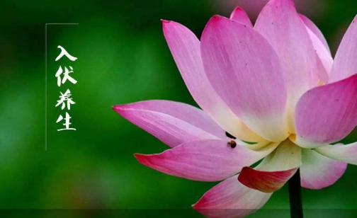 “入伏三不做，一年病不沾”，7月11日入伏，3不做分別指什么？(圖4)