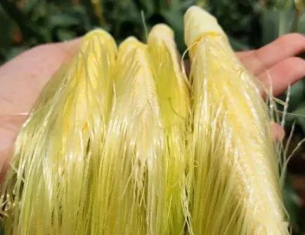 “玉米須”是個(gè)寶，用它煮水喝，或能幫助解決這7個(gè)問題(圖4)