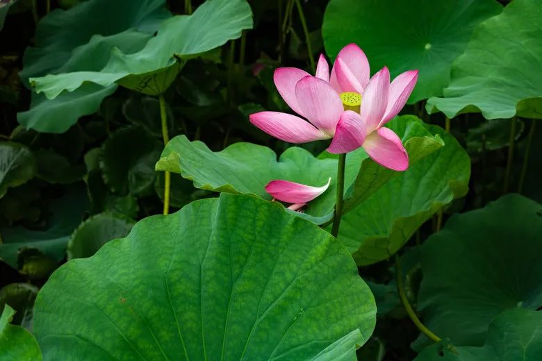 今日大暑：吃三樣，喝三樣，三大禁忌千萬別犯，小心落下病根(圖11)