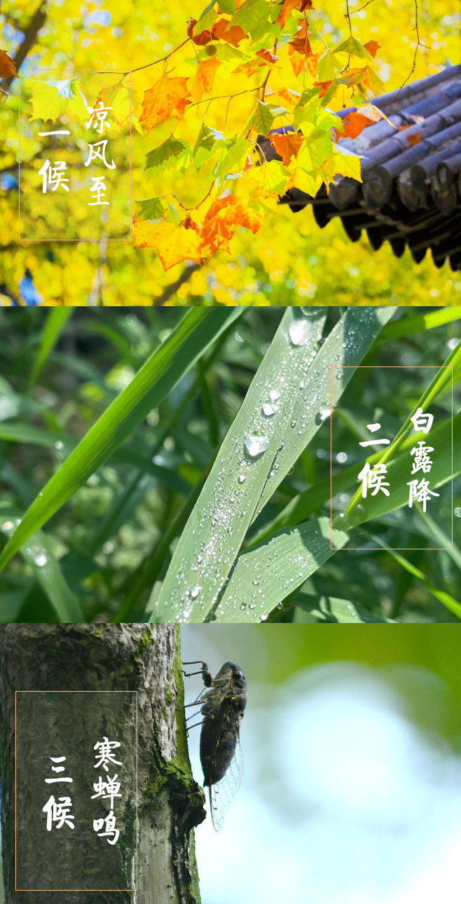 今日立秋：卻道天涼好個秋(圖9)