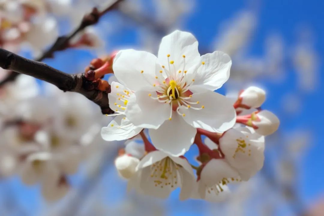 蘇軾：青年時看遠，中年時看開，老年時看淡(圖5)