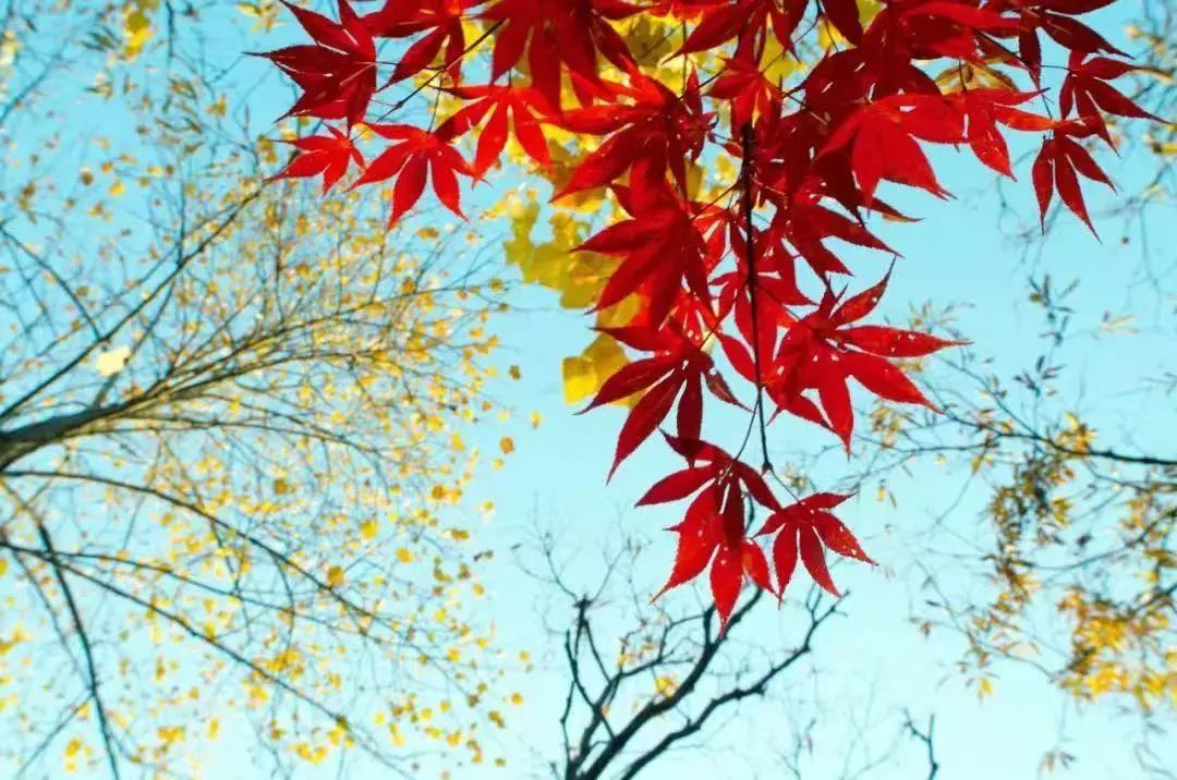 毛澤東詩詞里的秋天，大氣磅礴，何等壯美！(圖9)