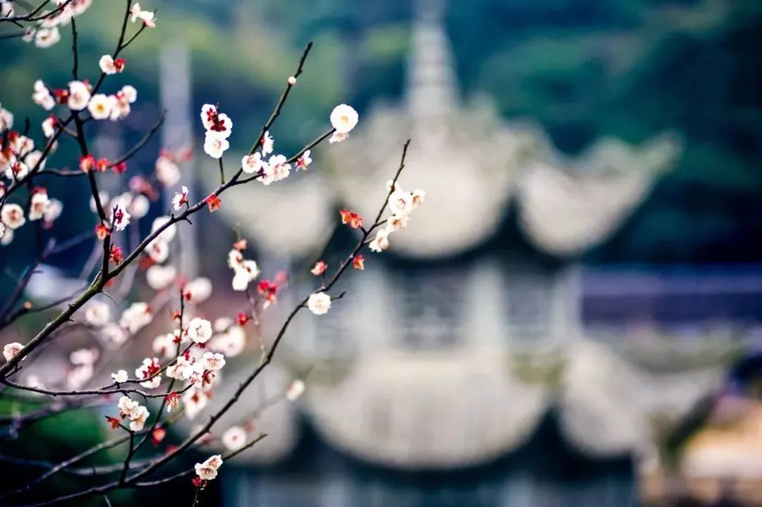 十首安然詩詞：吃茶讀閑書，聽雨看落花(圖5)