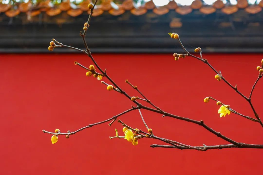 小寒｜愿你三冬不寒，歲月安暖(圖11)