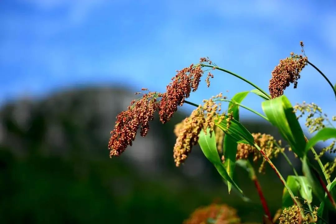 紅色壹號(hào)華夏酒業(yè)如何玩轉(zhuǎn)“可持續(xù)發(fā)展”！(圖3)