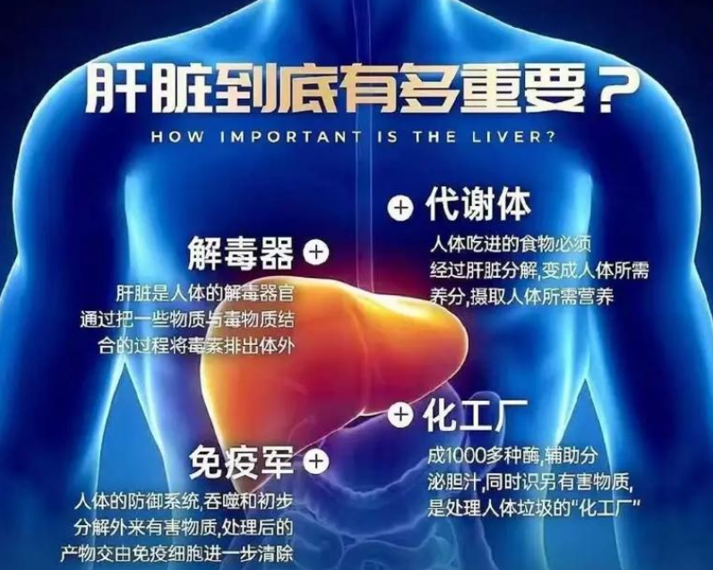 2024年全國(guó)愛(ài)肝日：早防早篩，遠(yuǎn)離肝硬化(圖2)