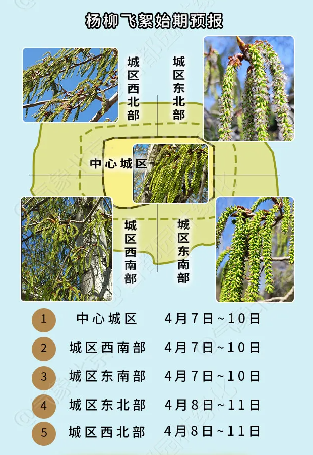 【環(huán)境與健康】進入楊柳飛絮期，如何科學防護？(圖1)