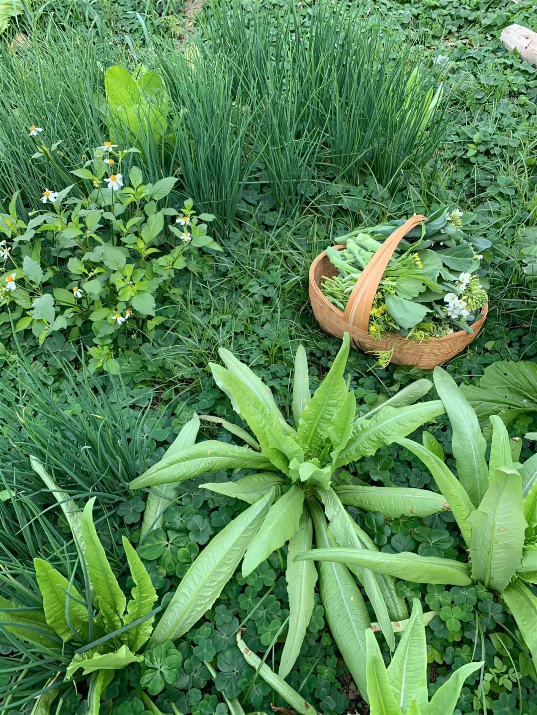 三月三，上巳節(jié)，踏春去！(圖8)