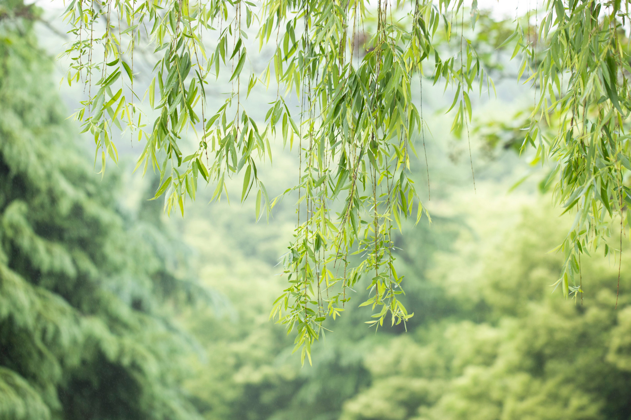 新柳鵝兒黃，猶如初戀，若有若無，欲說還休(圖4)