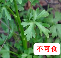 【營(yíng)養(yǎng)與食品】入夏預(yù)防食物中毒指南(圖4)