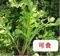 【營(yíng)養(yǎng)與食品】入夏預(yù)防食物中毒指南(圖5)