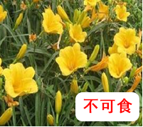 【營(yíng)養(yǎng)與食品】入夏預(yù)防食物中毒指南(圖6)
