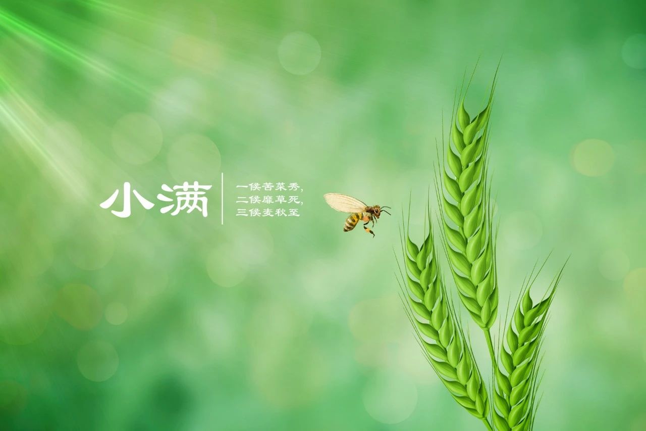 今日小滿｜人生不求太滿，小滿即是圓滿(圖6)