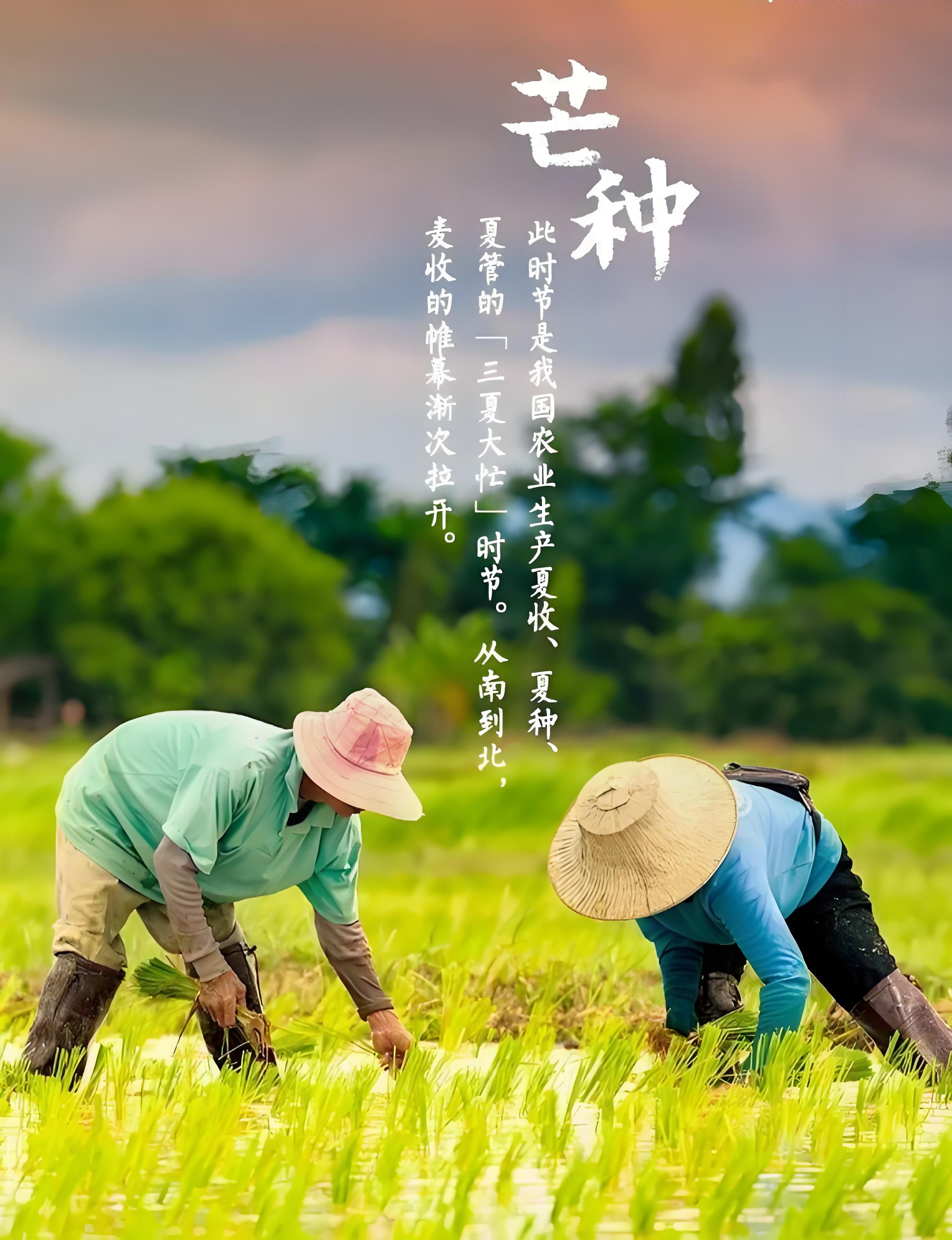 芒種。(圖3)