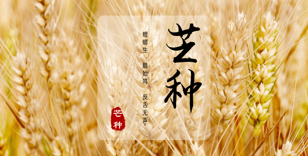 芒種。(圖4)