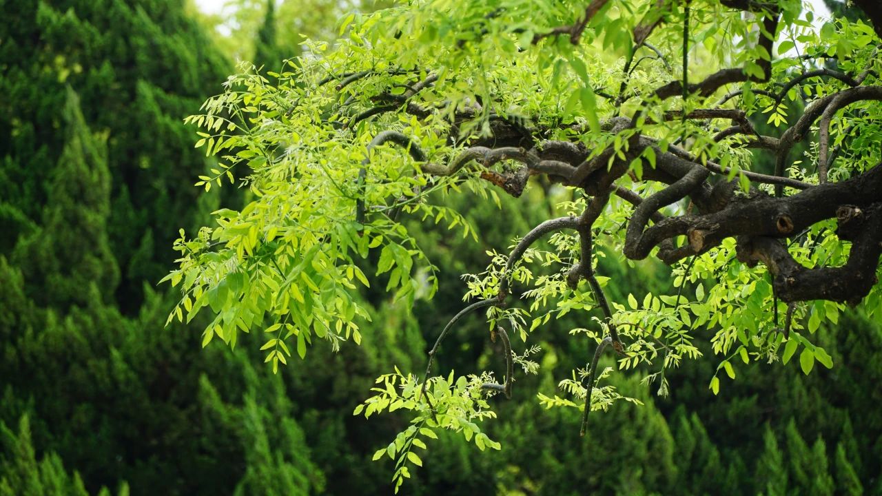夏日?qǐng)D鑒，有一院子足矣(圖2)