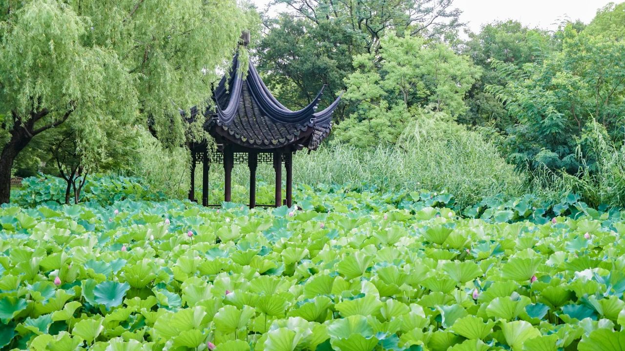 夏日?qǐng)D鑒，有一院子足矣(圖3)
