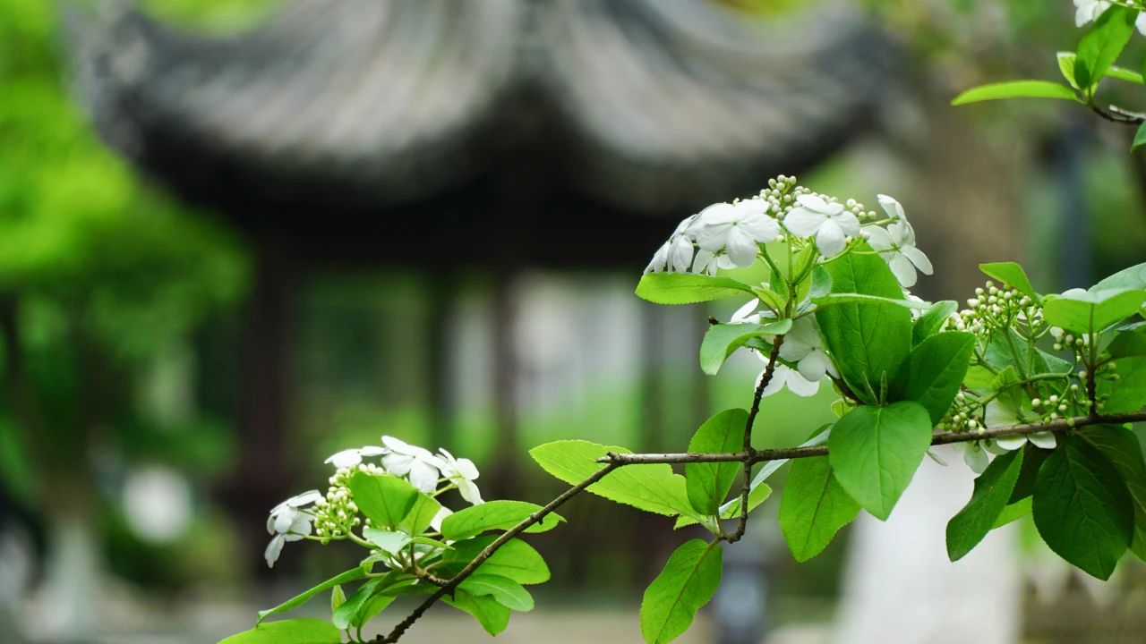 夏日?qǐng)D鑒，有一院子足矣(圖4)