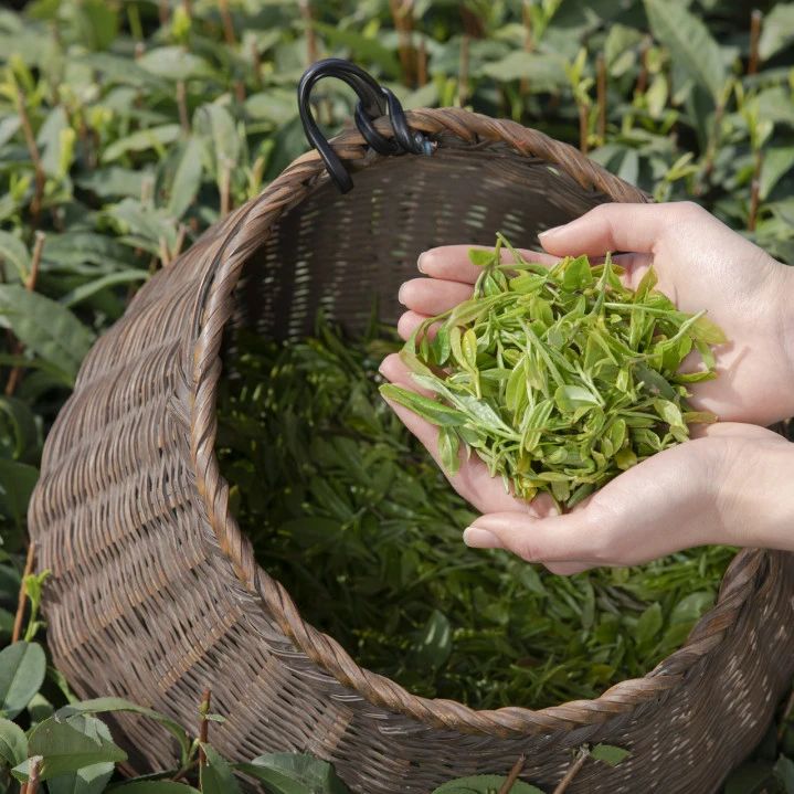 8個(gè)茶的雅稱，你都知道幾個(gè)？(圖7)