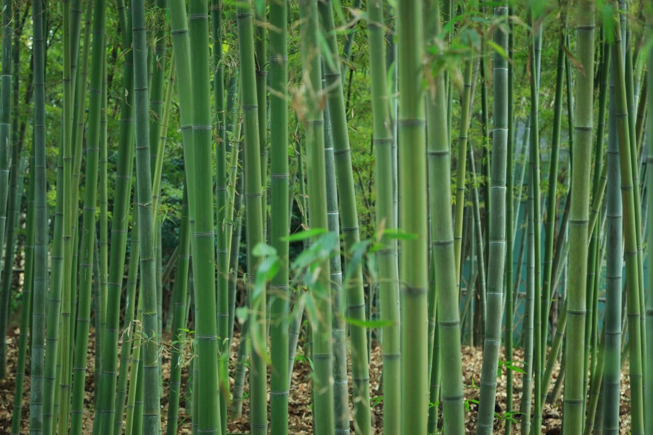 “花間不敬酒，樹下莫發(fā)聲”，成功之人都懂得的智慧(圖3)