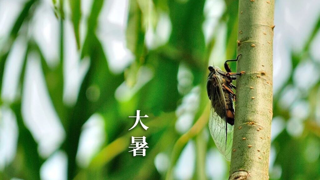 大暑，三忌，三宜，三秘訣，過好最熱20天！(圖8)