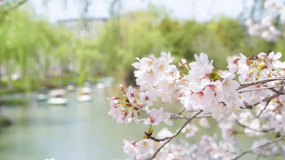 “花間不敬酒，樹下莫發(fā)聲”，成功之人都懂得的智慧(圖1)
