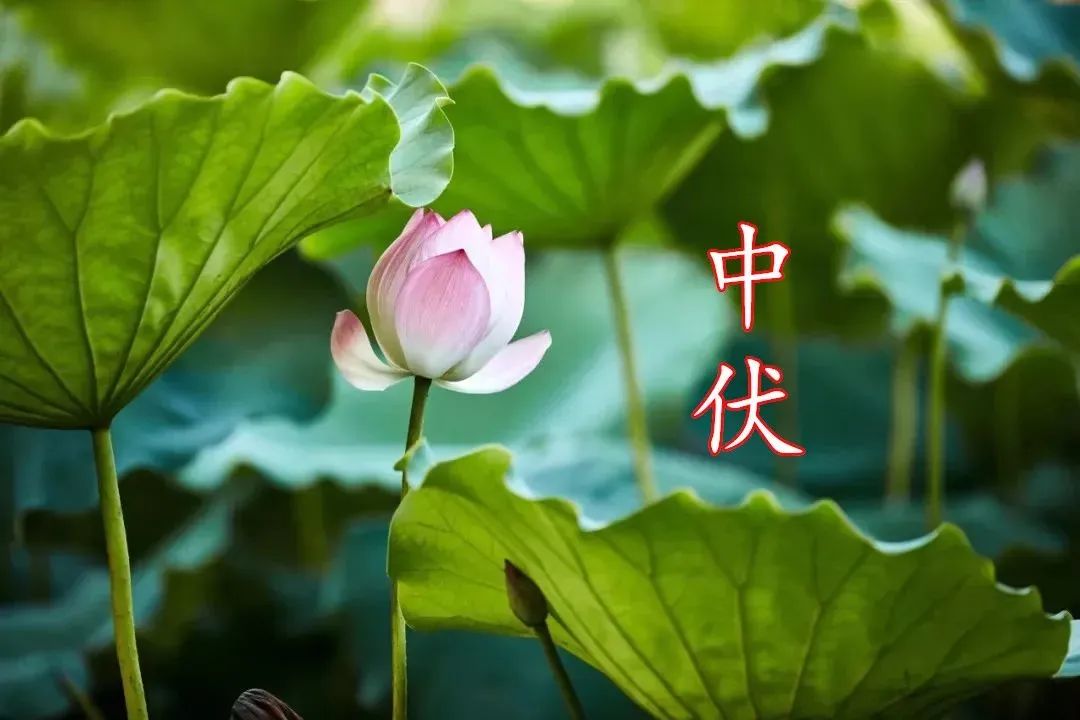 中伏1.jpg 彭汝礪《中伏離襄極熱》(圖5)