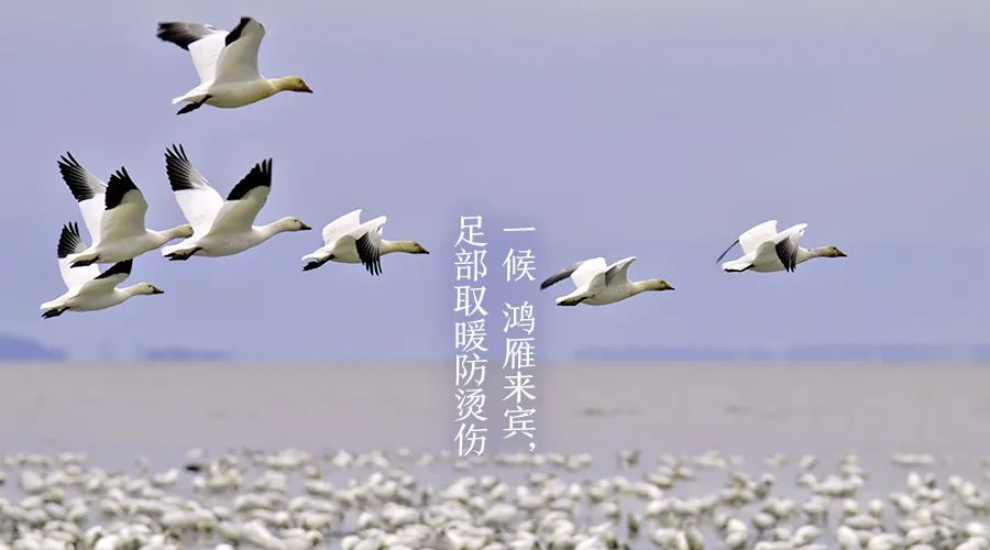 今日寒露：寒意四起，露重天涼人保重；繁華不再，心存高遠(yuǎn)自悠然！(圖5)