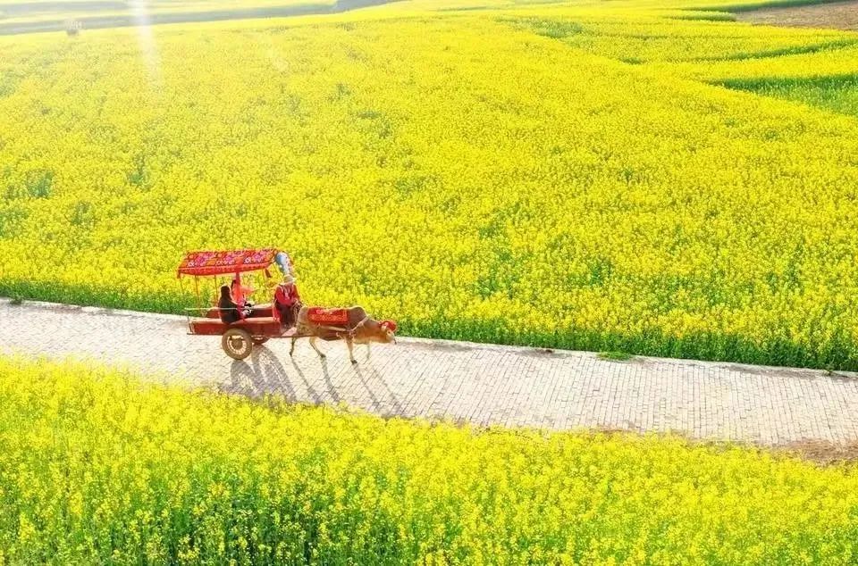 承包“中國(guó)第一抹春色”，花海無敵好看，山水野過桂林！這座十八線小城真的值得！(圖2)