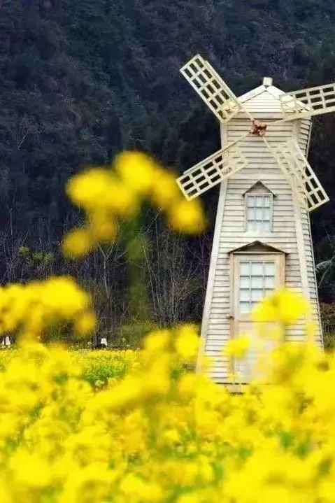承包“中國(guó)第一抹春色”，花海無敵好看，山水野過桂林！這座十八線小城真的值得！(圖5)