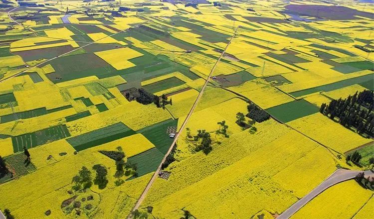 承包“中國(guó)第一抹春色”，花海無敵好看，山水野過桂林！這座十八線小城真的值得！(圖3)