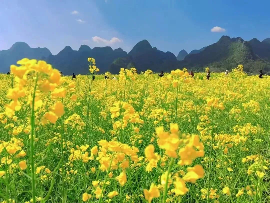 承包“中國(guó)第一抹春色”，花海無敵好看，山水野過桂林！這座十八線小城真的值得！(圖7)