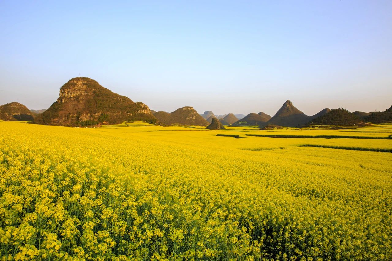 承包“中國(guó)第一抹春色”，花海無敵好看，山水野過桂林！這座十八線小城真的值得！(圖10)