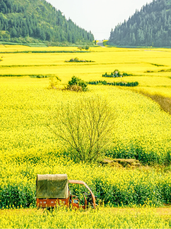 承包“中國(guó)第一抹春色”，花海無敵好看，山水野過桂林！這座十八線小城真的值得！(圖17)