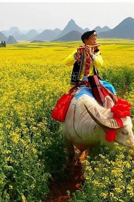 承包“中國(guó)第一抹春色”，花海無敵好看，山水野過桂林！這座十八線小城真的值得！(圖28)